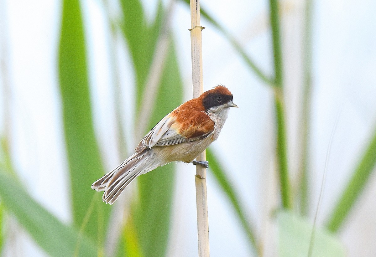 Eurasian Penduline-Tit - ML643229278