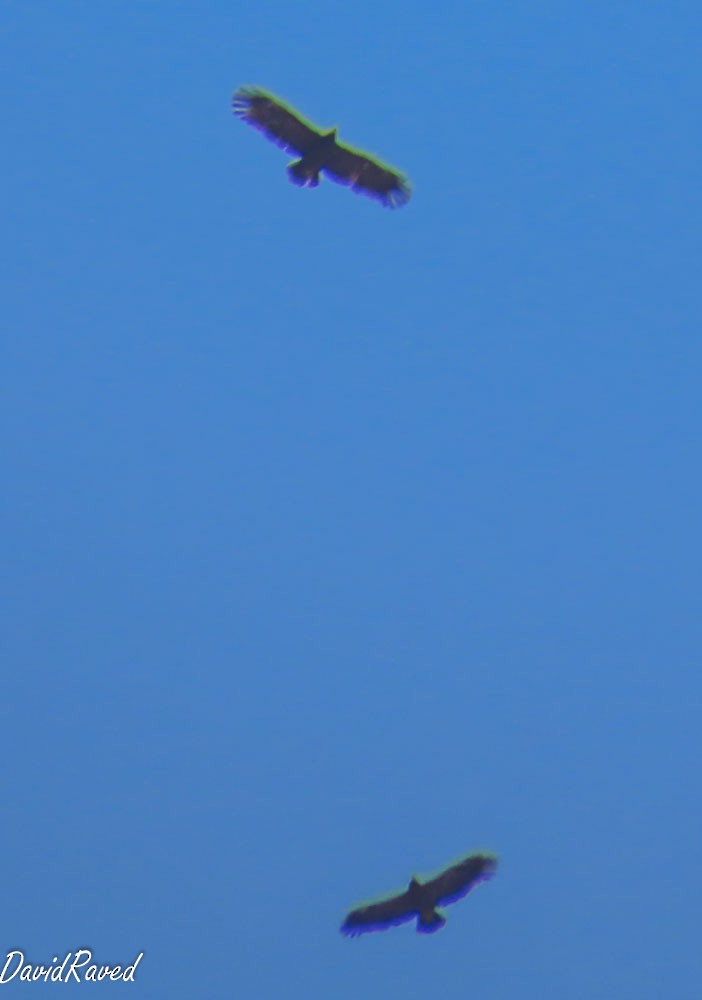 Lesser Spotted Eagle - ML643229279