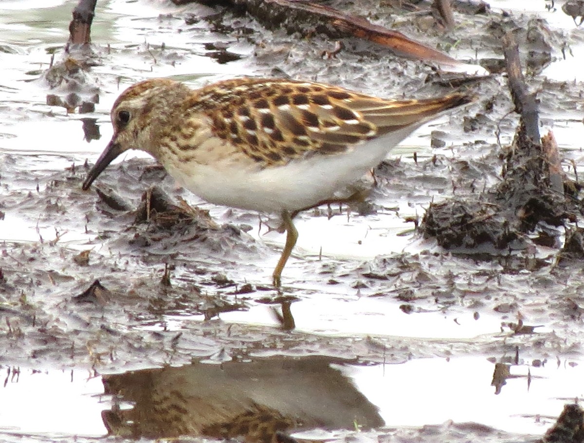 Least Sandpiper - ML643229280