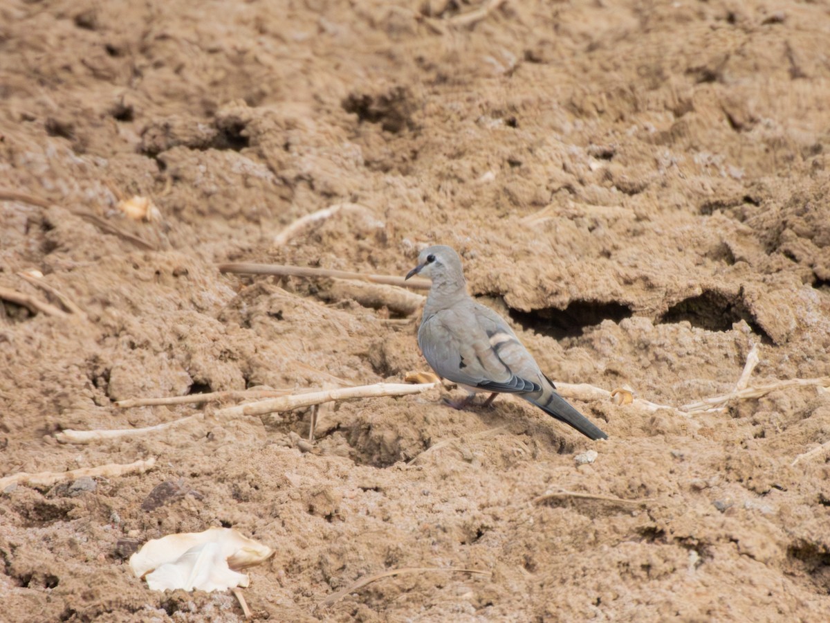 Namaqua Dove - ML643229283