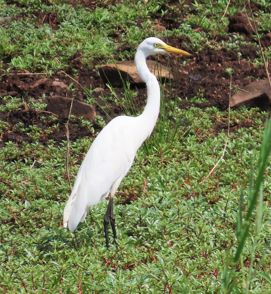 Yellow-billed Egret - ML643229285