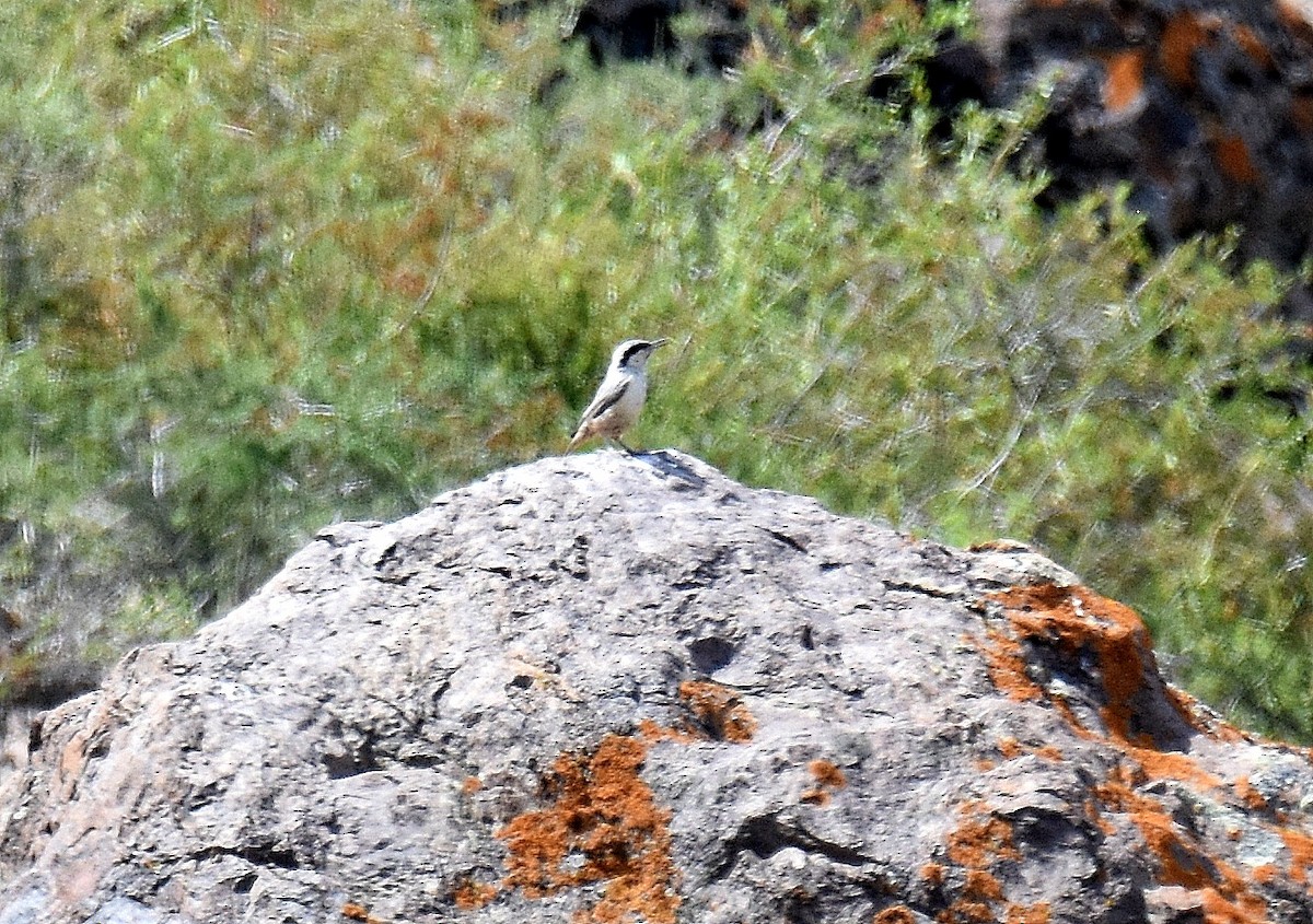 Eastern Rock Nuthatch - ML643229287