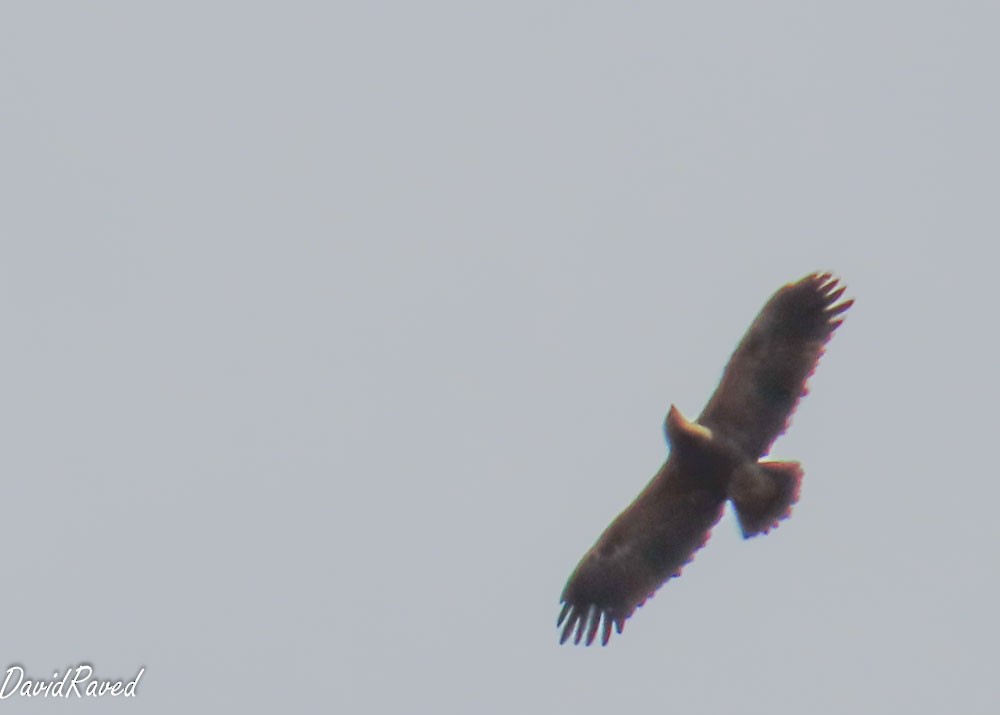 Lesser Spotted Eagle - ML643229289