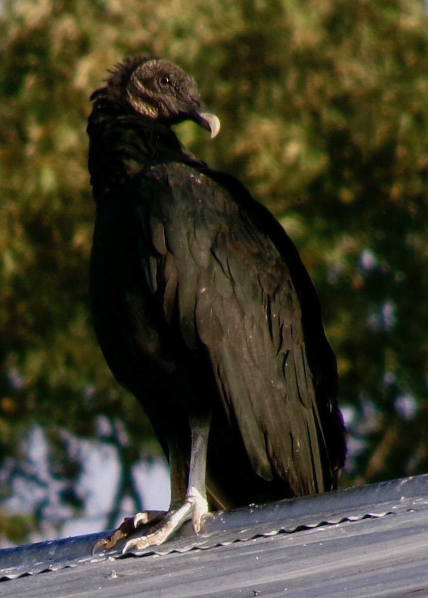 Black Vulture - ML643229290