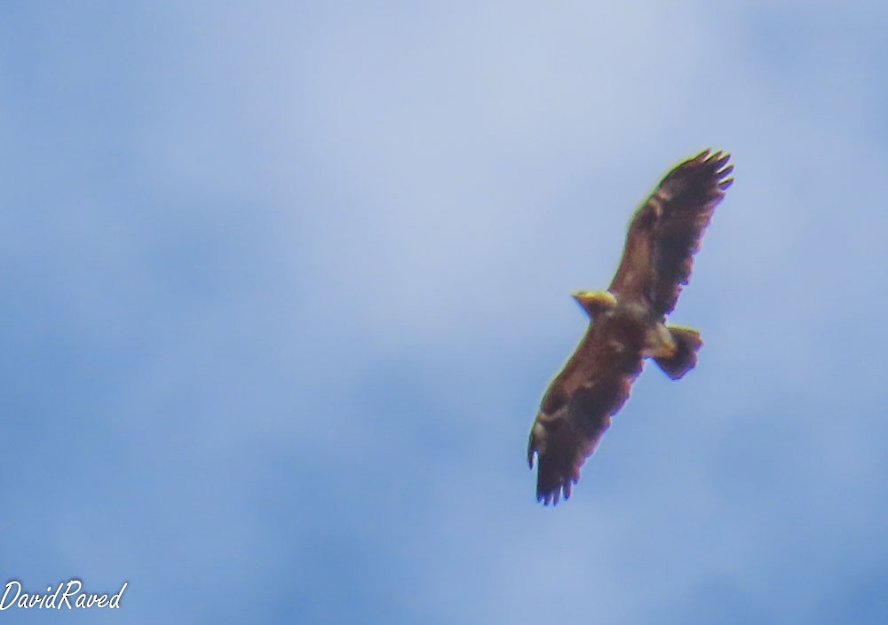 Lesser Spotted Eagle - ML643229292