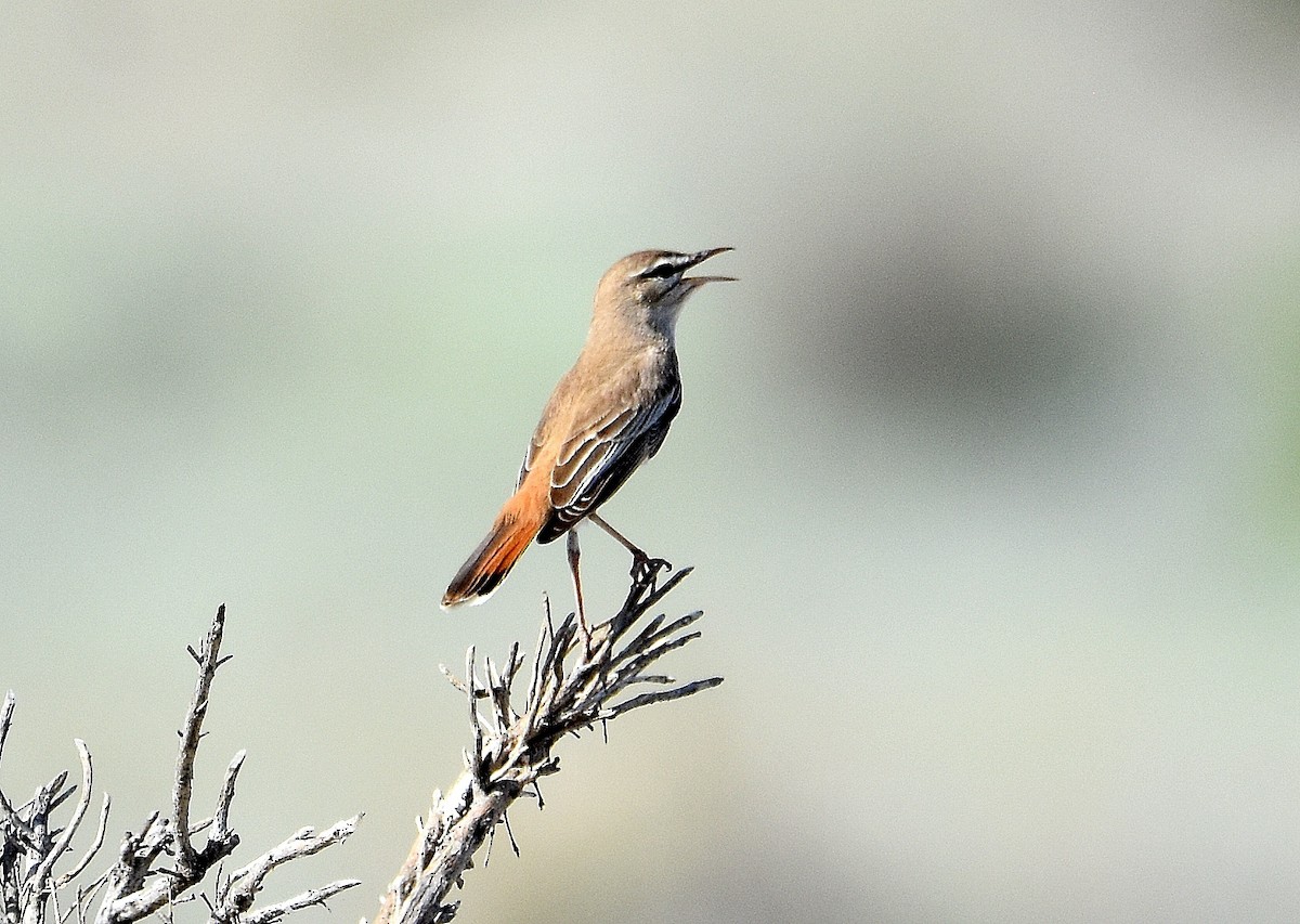 Rufous-tailed Scrub-Robin - ML643229294