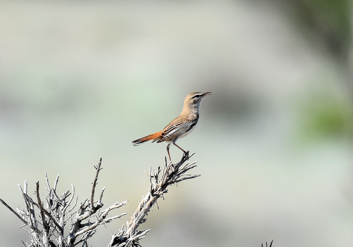 Rufous-tailed Scrub-Robin - ML643229300
