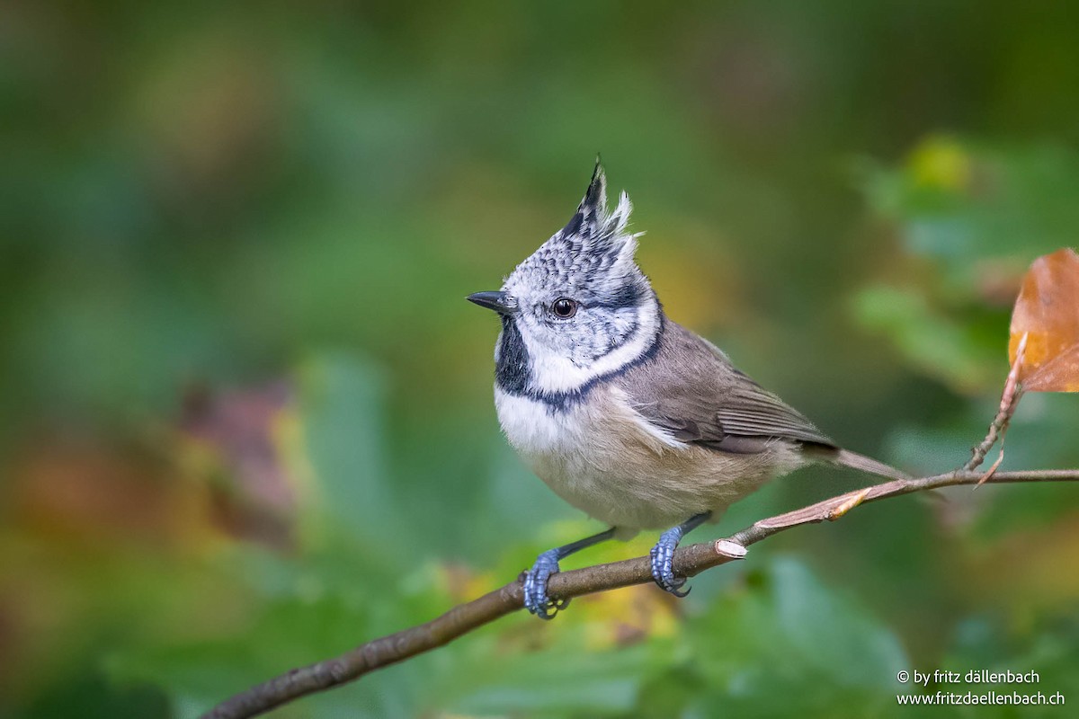 Crested Tit - ML643229301