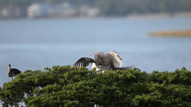 White Ibis - ML643229303