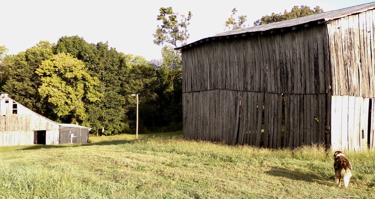 Black Vulture - ML643229304