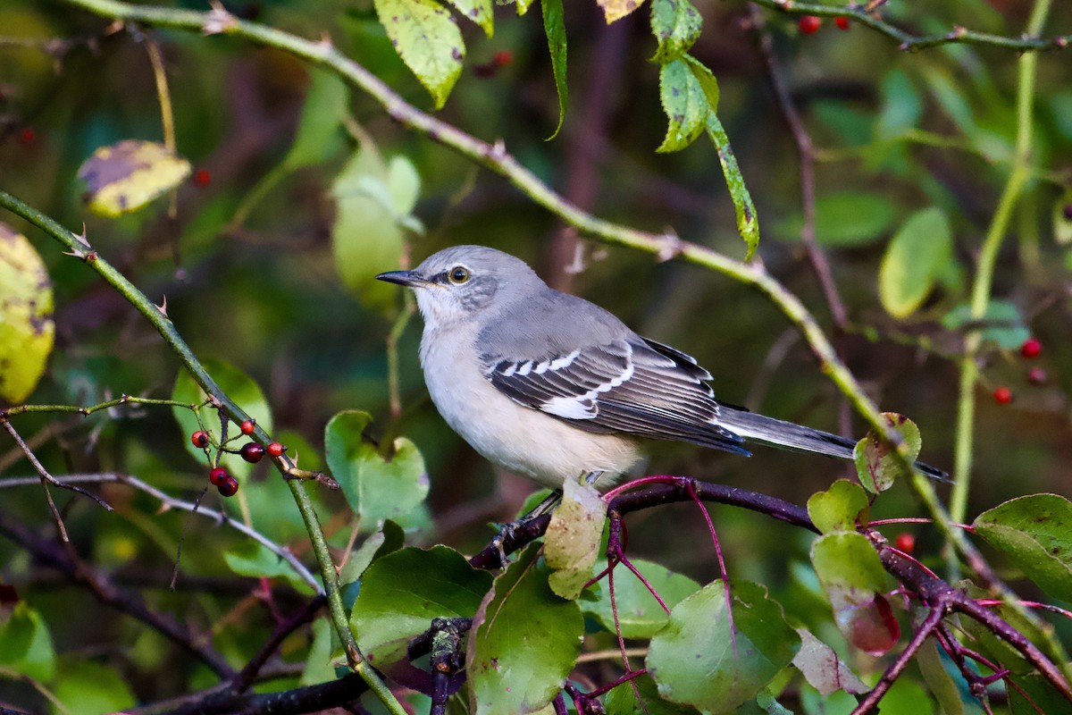 Northern Mockingbird - ML643229305