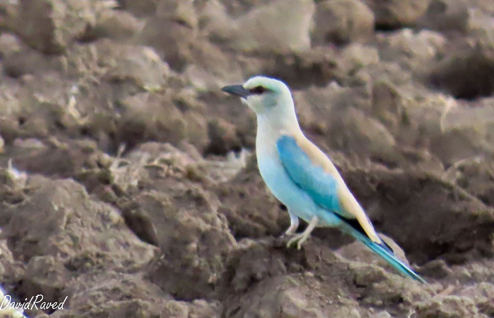 European Roller - ML643229306