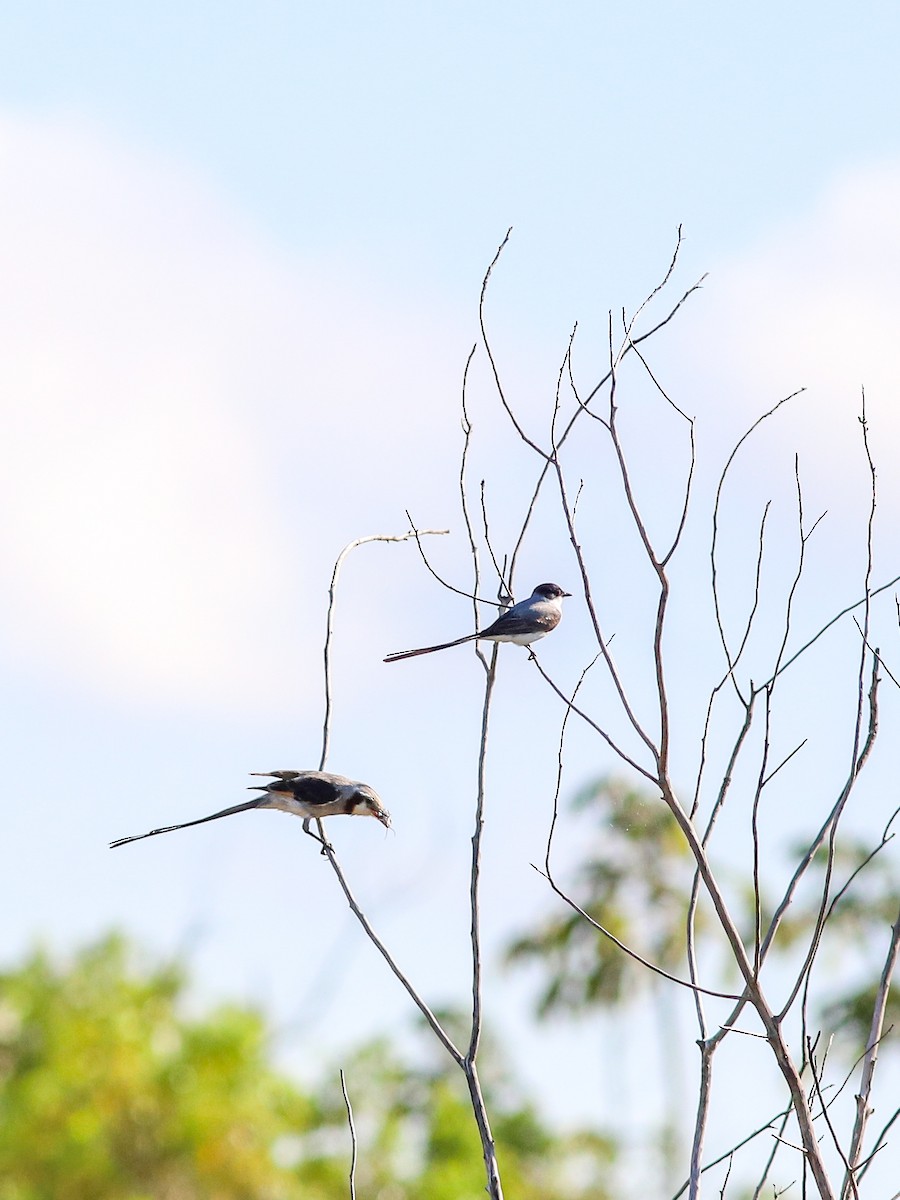 Streamer-tailed Tyrant - ML643229308