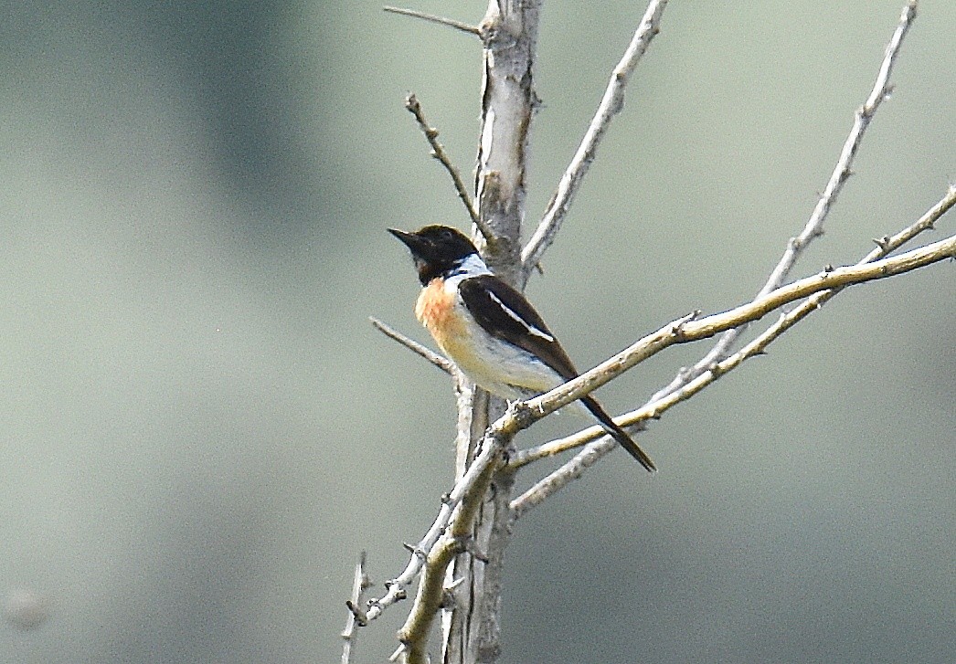 Siberian Stonechat - ML643229309
