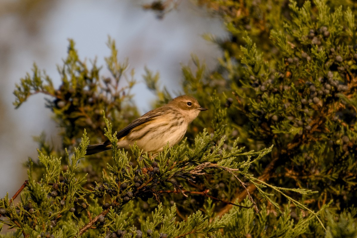 Yellow-rumped Warbler - ML643229313
