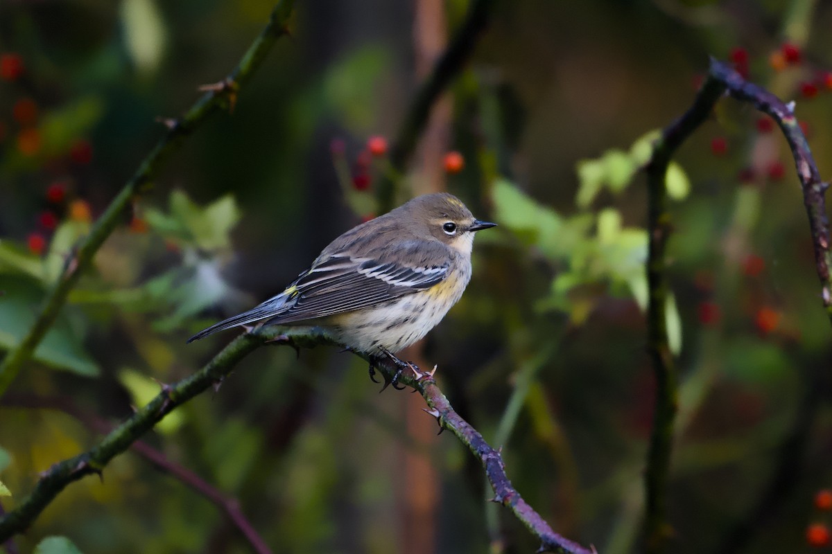 Yellow-rumped Warbler - ML643229314