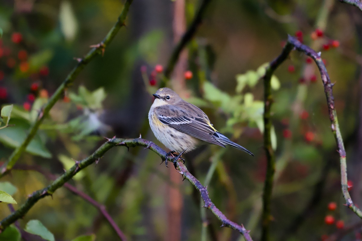 Yellow-rumped Warbler - ML643229315