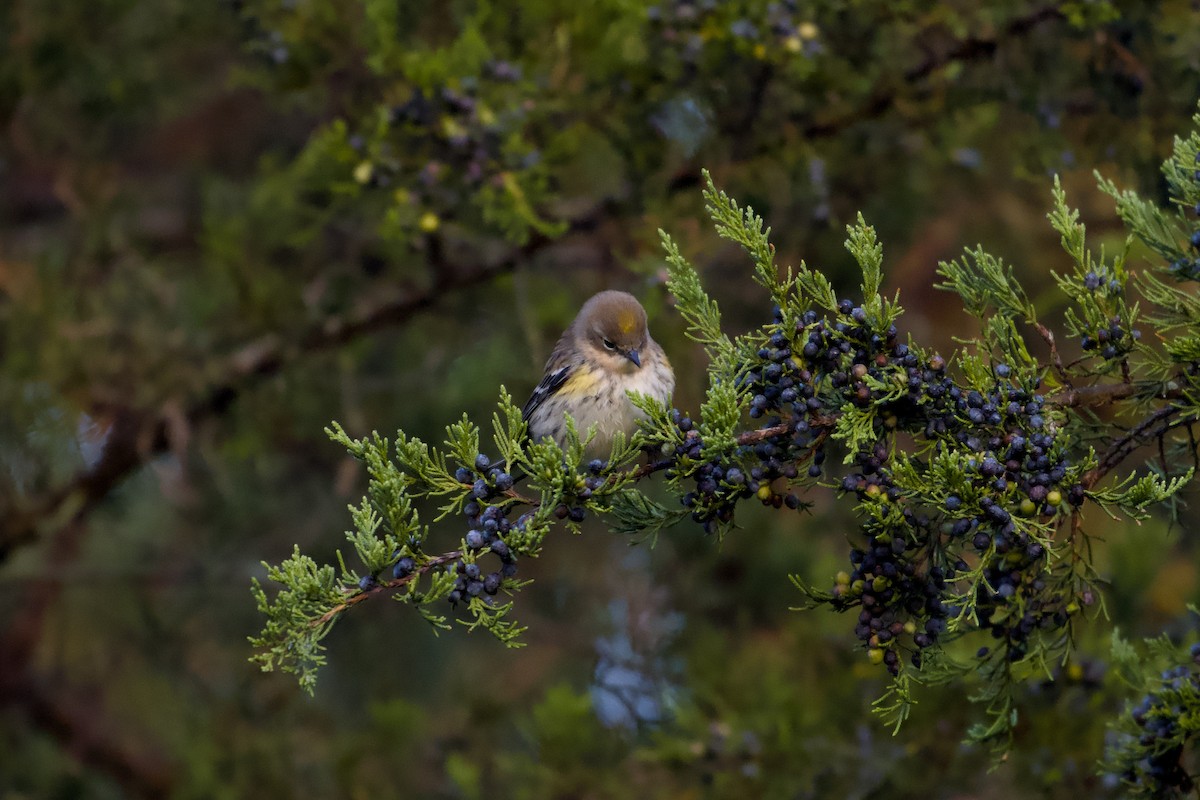 Yellow-rumped Warbler - ML643229316