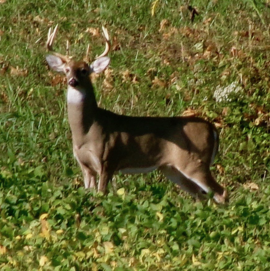 White-tailed Deer - ML643229318