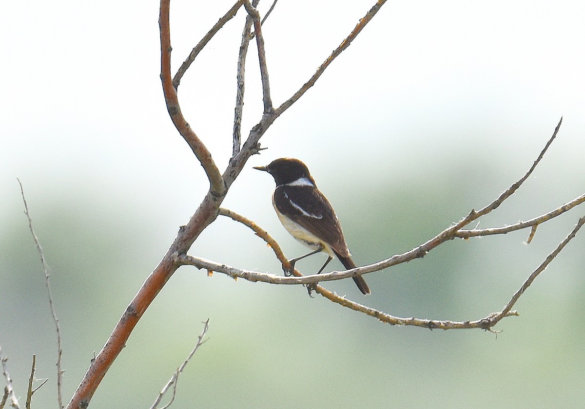 Siberian Stonechat - ML643229319