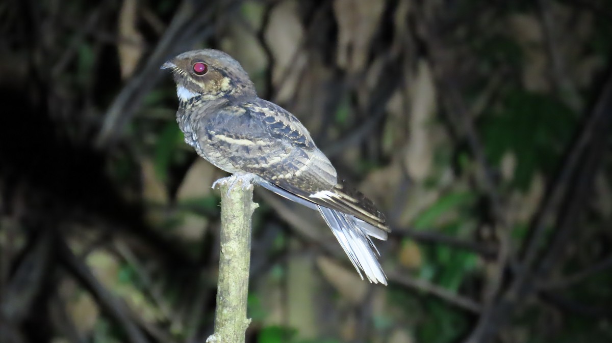 Jerdon's Nightjar - ML643229323