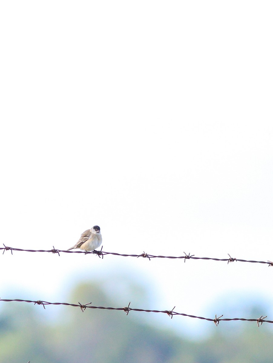 Pearly-bellied Seedeater - ML643229326
