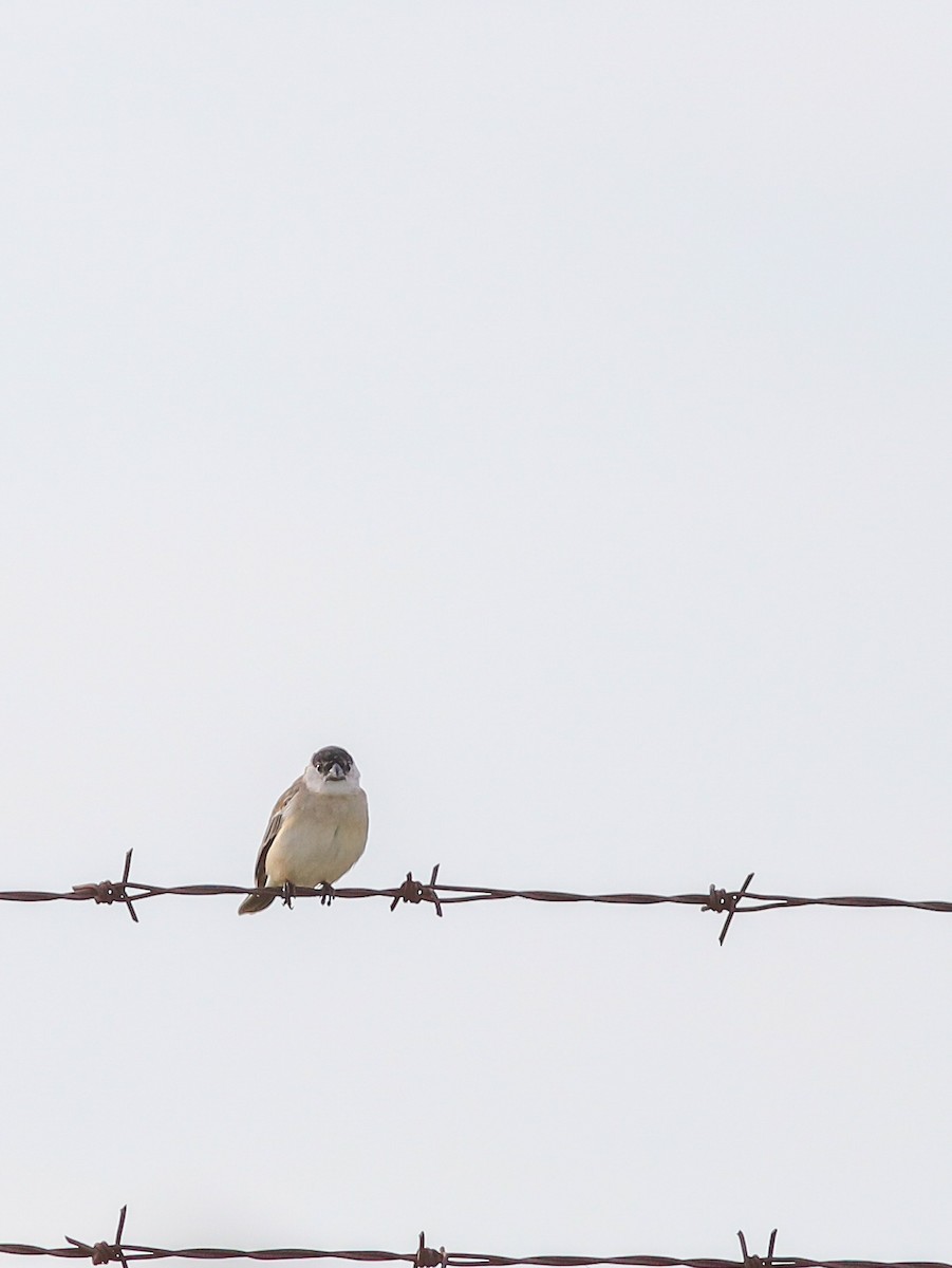 Pearly-bellied Seedeater - ML643229327
