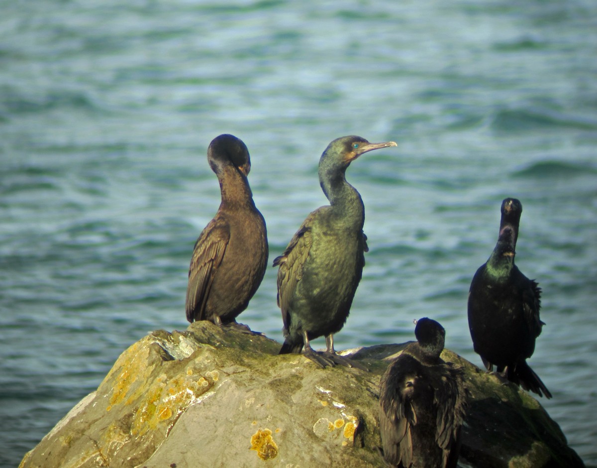 Pelagic Cormorant - ML643229329