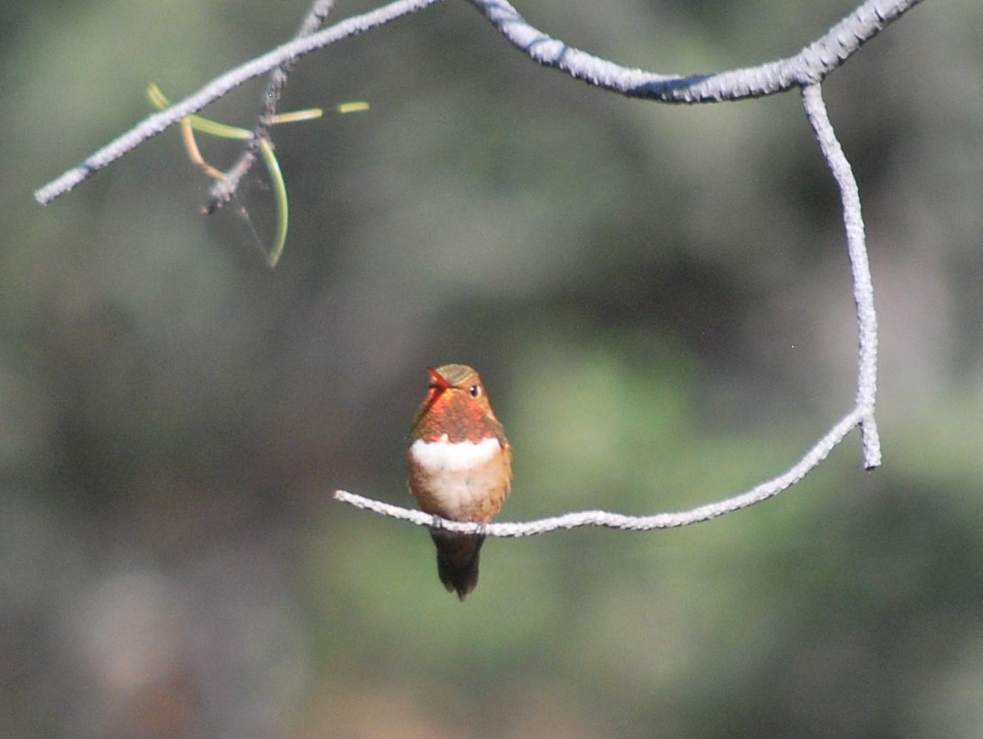 kalypta rezavolesklá - ML643229332