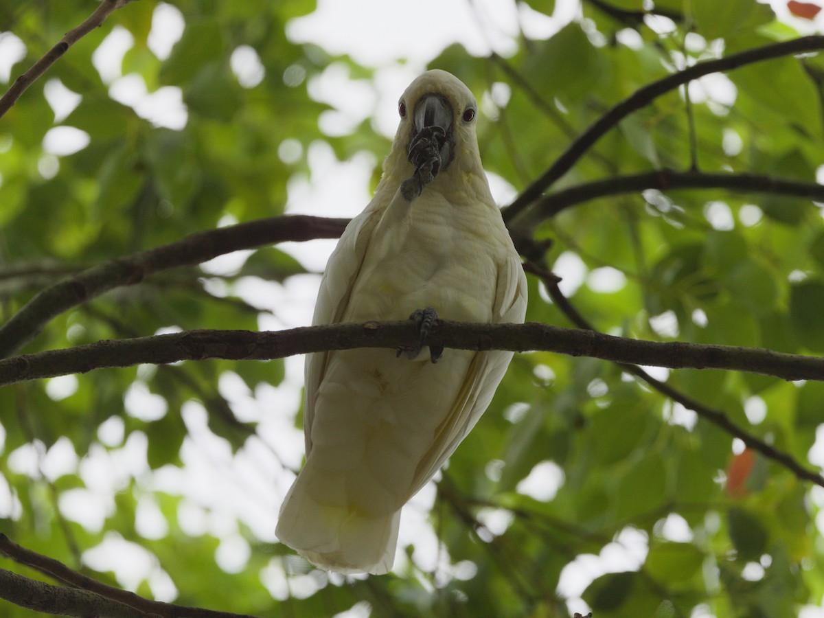 Yellow-crested Cockatoo - ML643229352