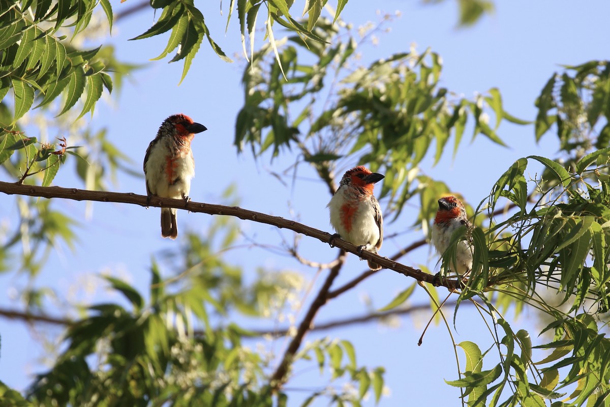 Vieillot's Barbet - ML643229358