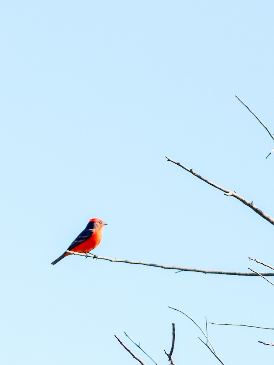 Vermilion Flycatcher - ML643229359