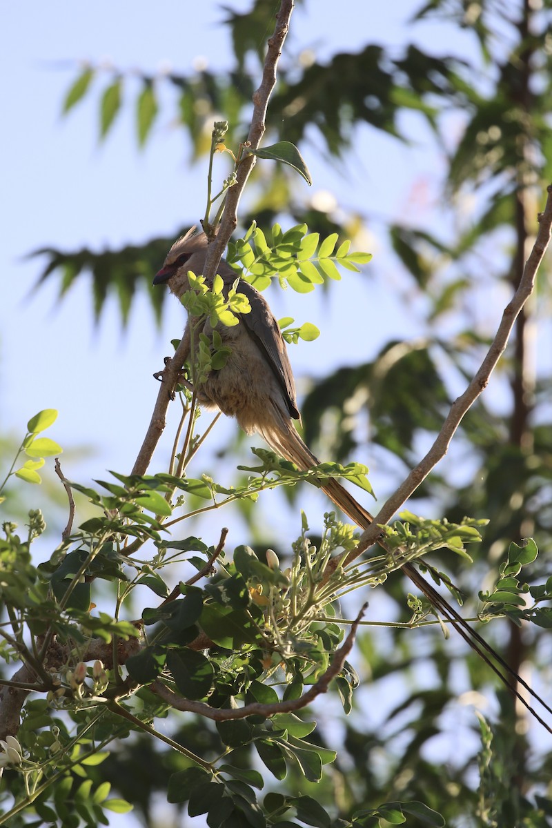 Blue-naped Mousebird - ML643229362