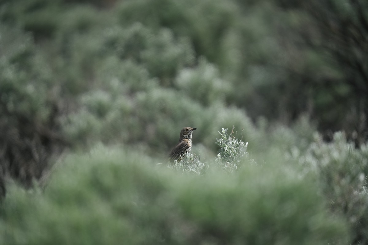 Sage Thrasher - ML643229382