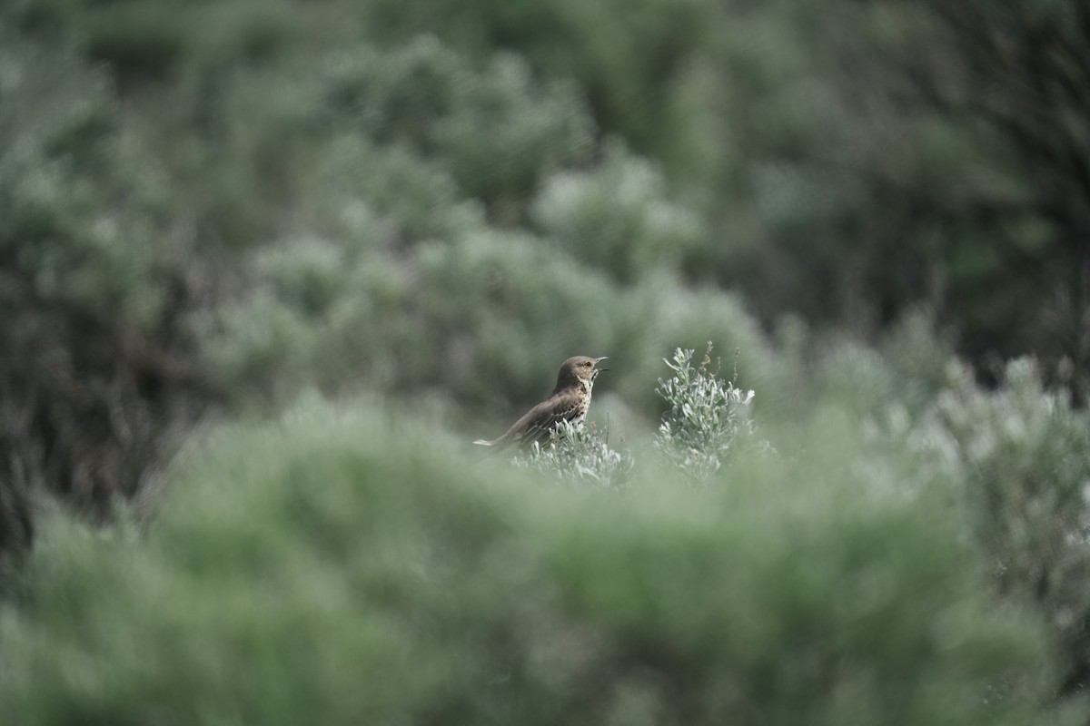 Sage Thrasher - ML643229383
