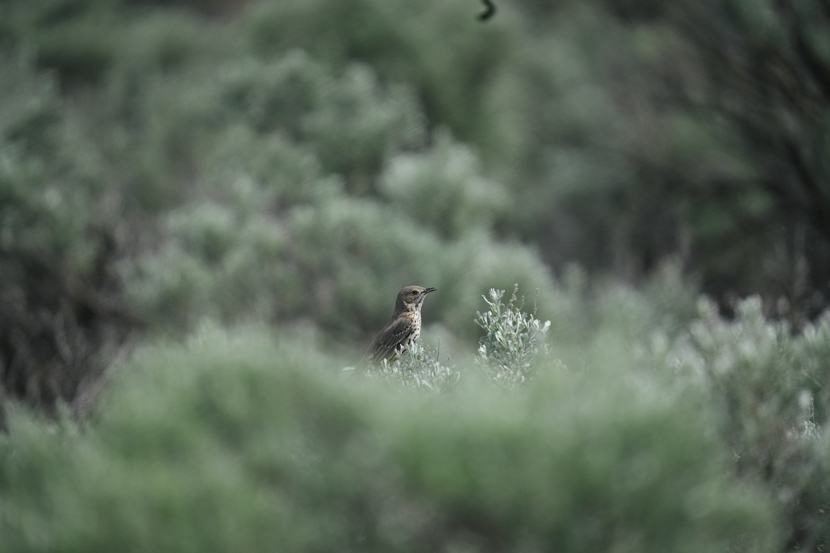Sage Thrasher - ML643229384