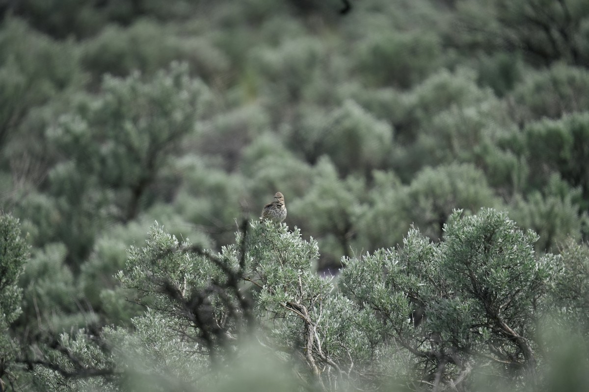 Sage Thrasher - ML643229385