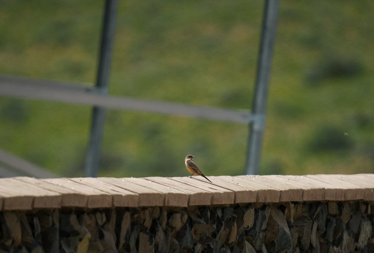Say's Phoebe - ML643229386