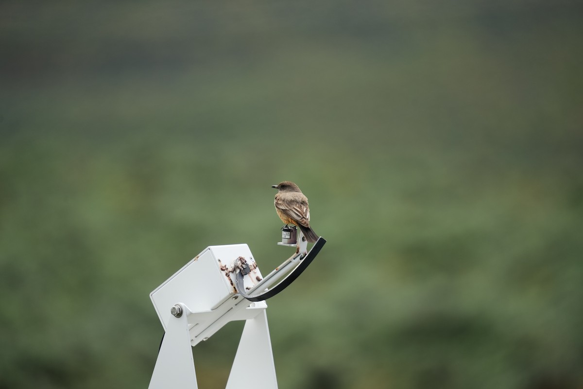 Say's Phoebe - ML643229387