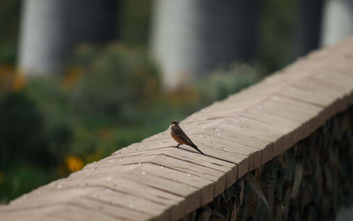 Say's Phoebe - ML643229389