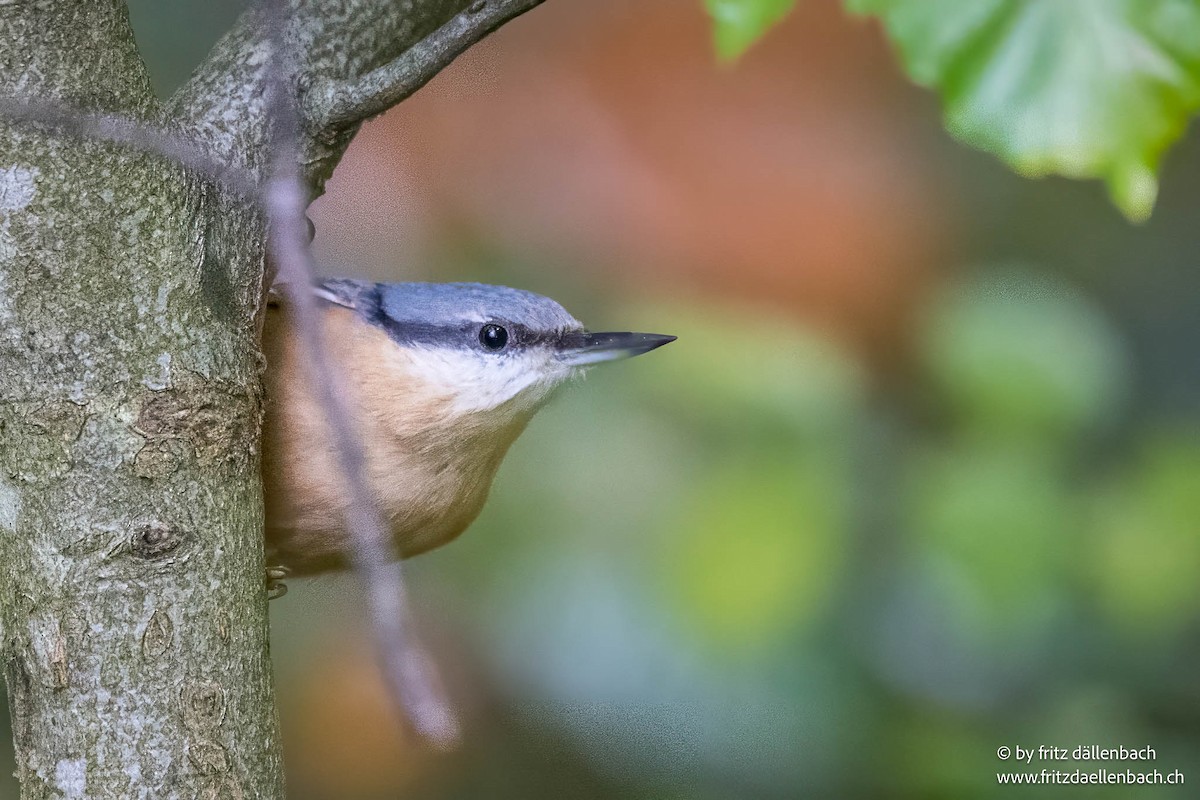 Eurasian Nuthatch - ML643229391