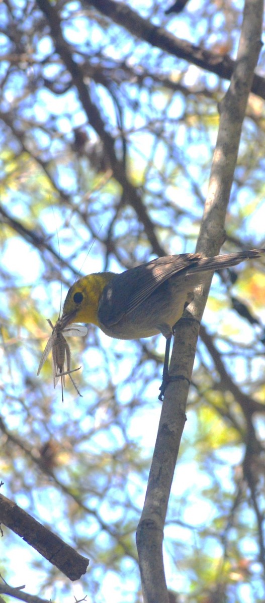 Yellow-headed Warbler - ML643229392