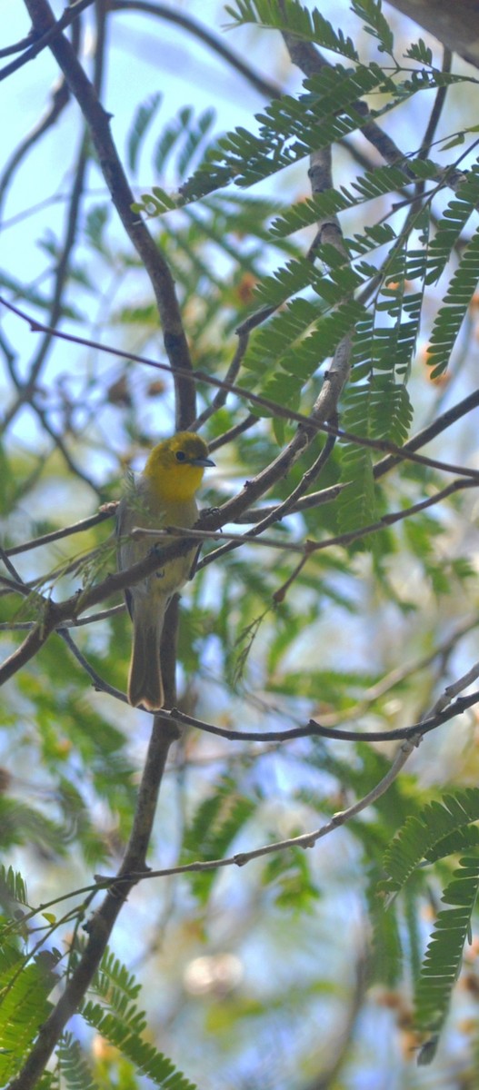 Yellow-headed Warbler - ML643229393