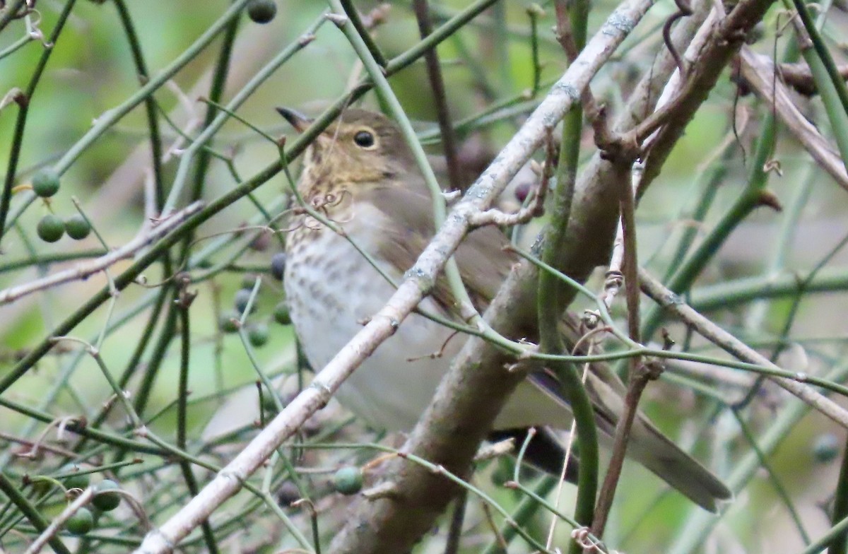 Swainson's Thrush - ML643229402