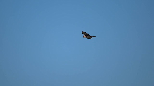 Northern Harrier - ML643229412