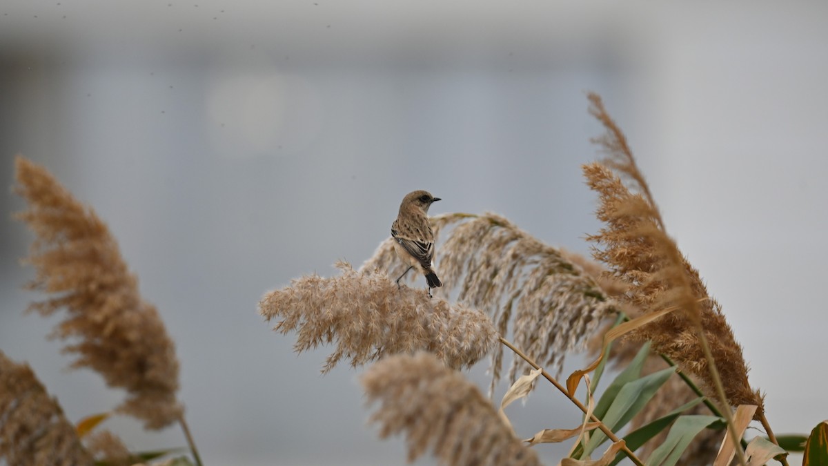 Siberian Stonechat (Caspian) - ML643229414