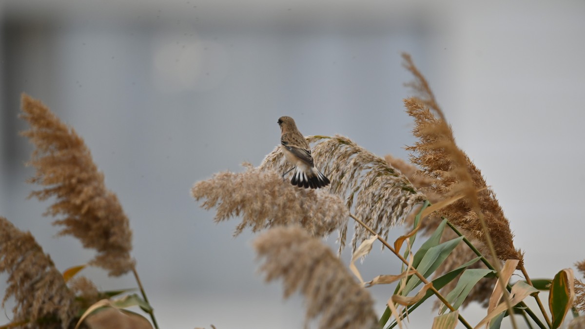 Siberian Stonechat (Caspian) - ML643229415