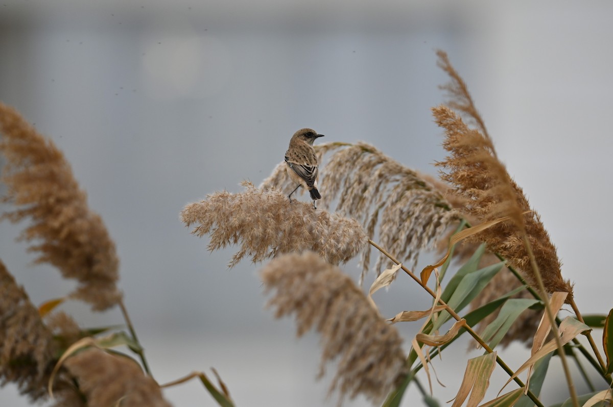 Siberian Stonechat (Caspian) - ML643229416
