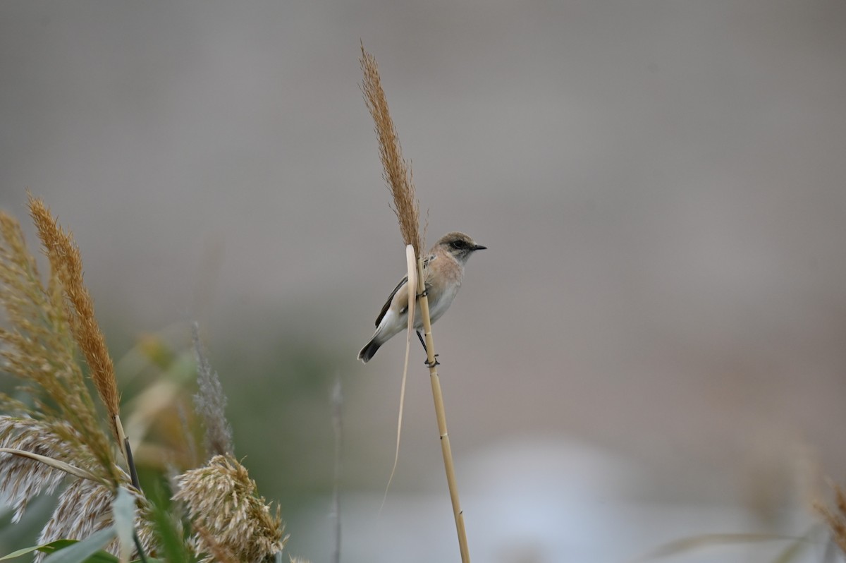 Siberian Stonechat (Caspian) - ML643229417