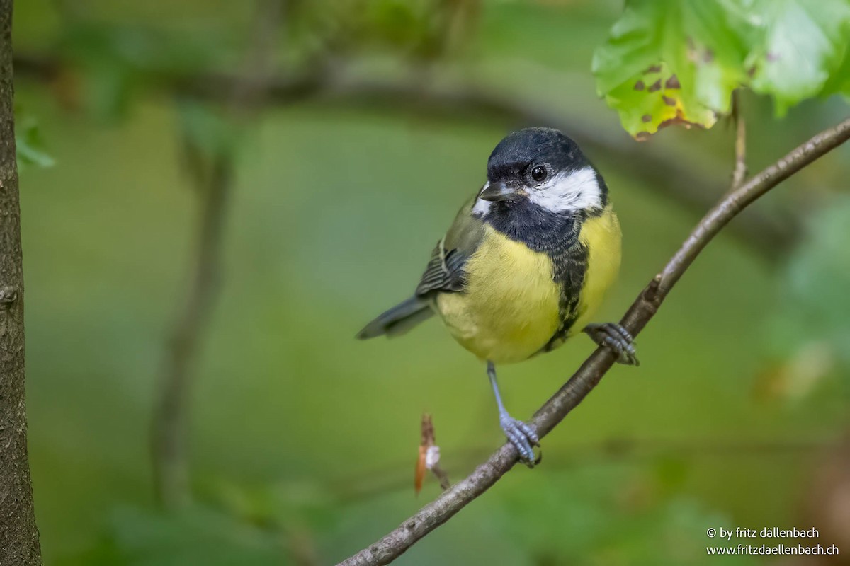Great Tit - ML643229429